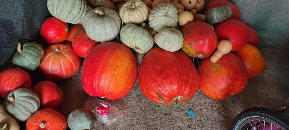 Dovleci de copt sau halloween