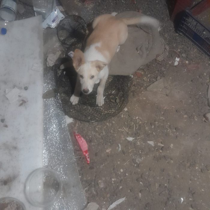 Щенок ищет дом ,уже проявляются охранные навыки