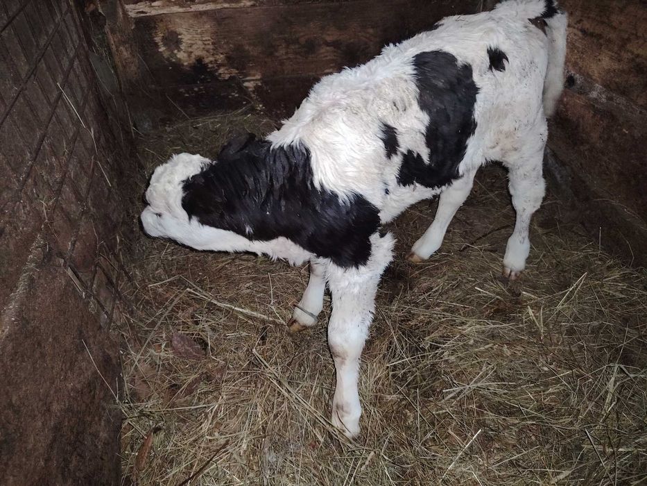 De Vanazare Vițel Angus