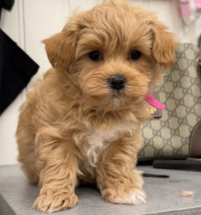 Maltipoo poodle pudel mini toy