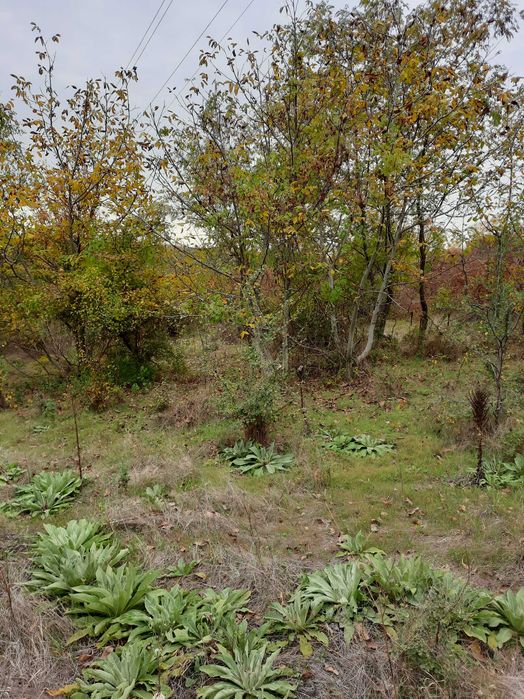 Земеделски имот в град  Плевен