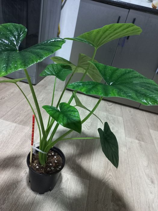 Продаётся Алоказия