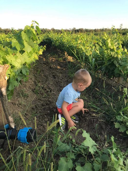 Pomi fructiferi ,vita de vie si nuc