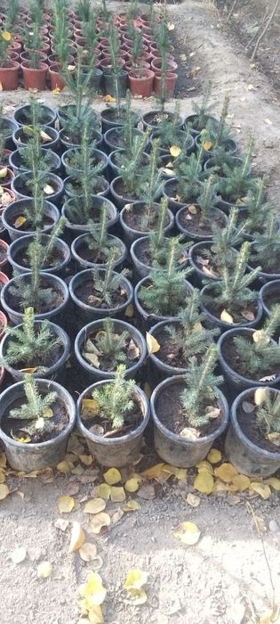 Продаю Голубые и Серебристые Ели в горшках