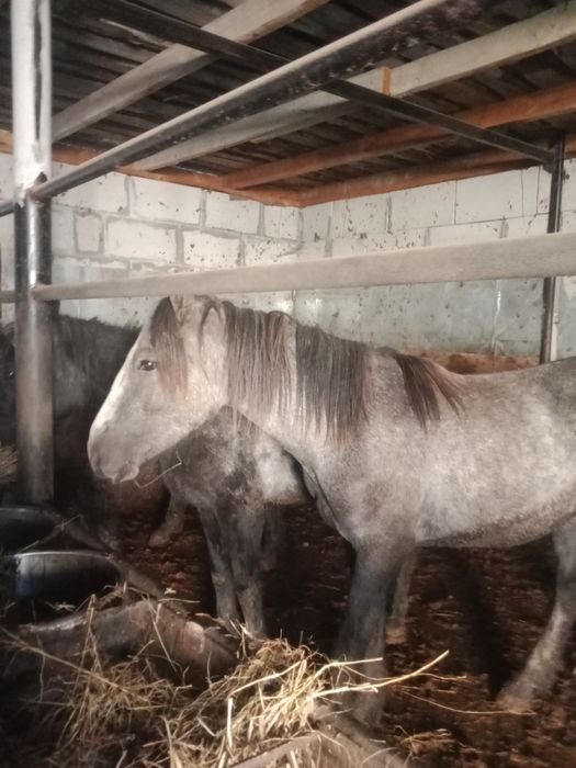 Лошади с откорма