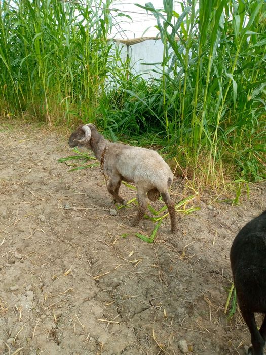 Кукор сотилади уйни моли