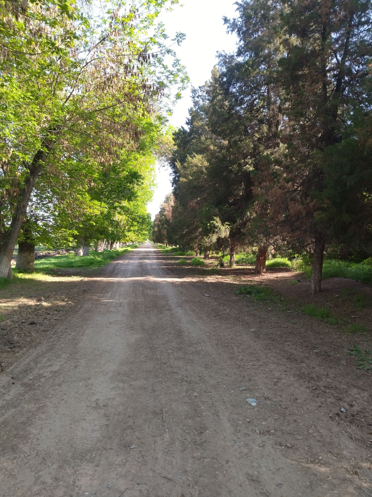 Srochna 3 sotix joy sotiladi futsitiyga 20 km