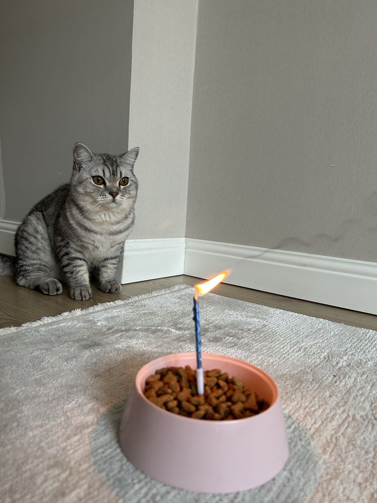 Продается котенок