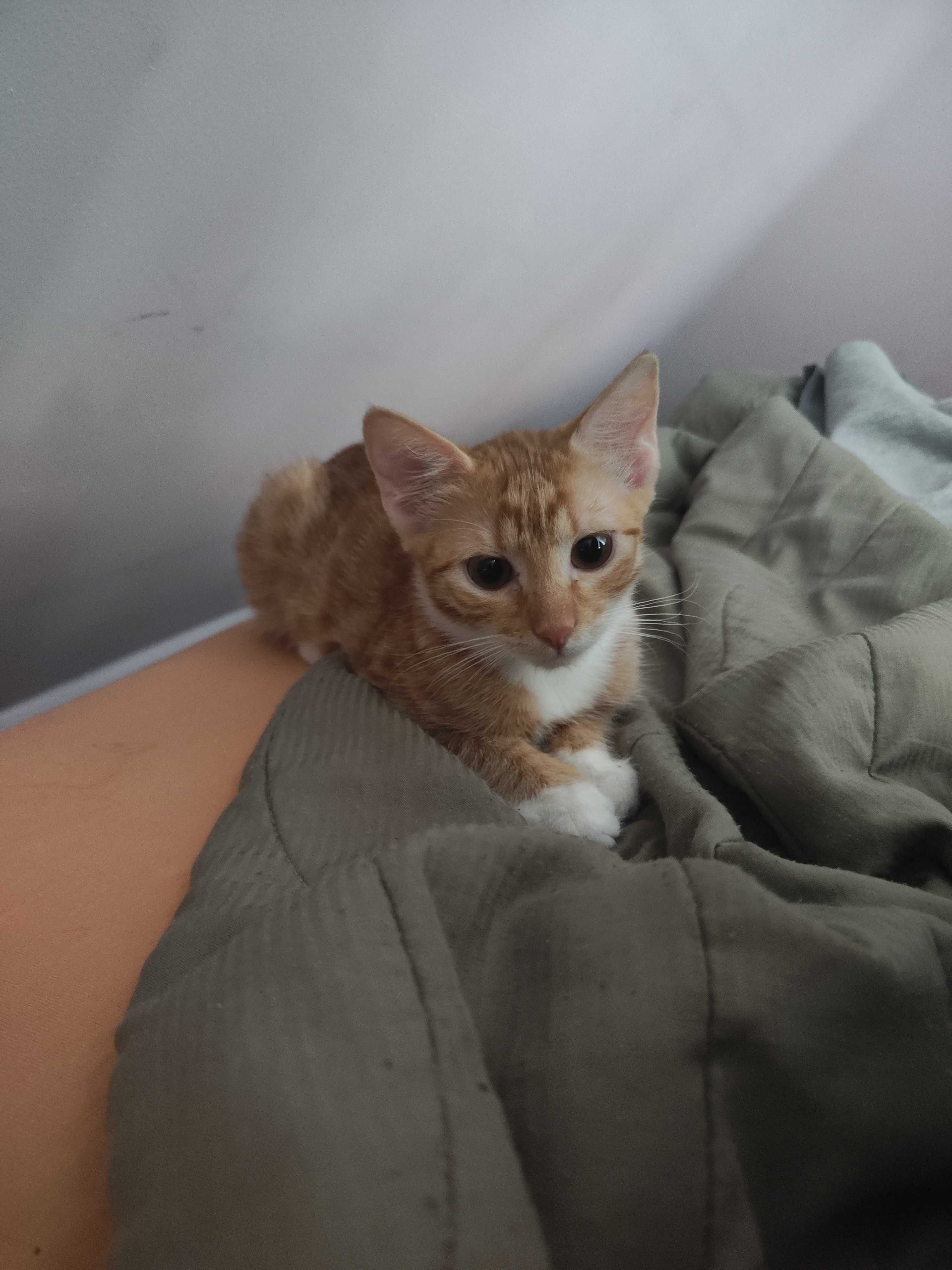 Подарявам коте на 4 месеца