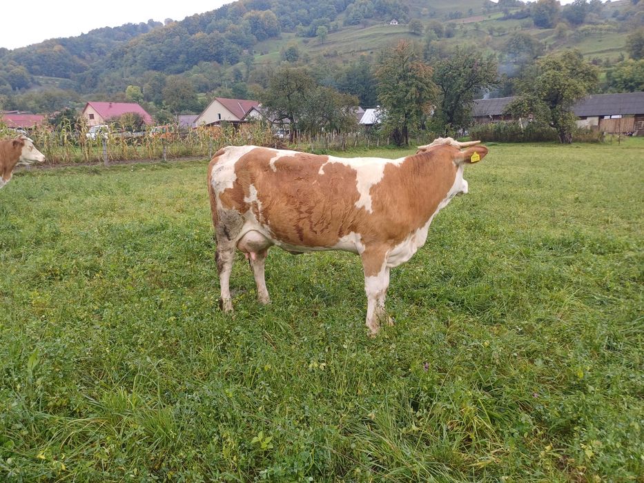 Vând o vaca și o juninca