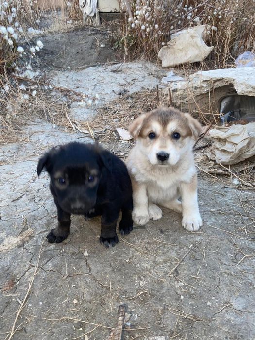 Бесплатно кун салкын камкор болатын адам болса алныздар
