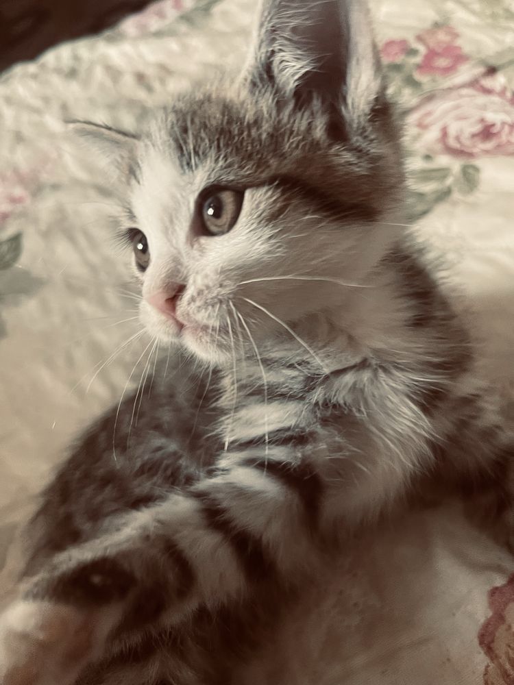 котенок 2,5месяца