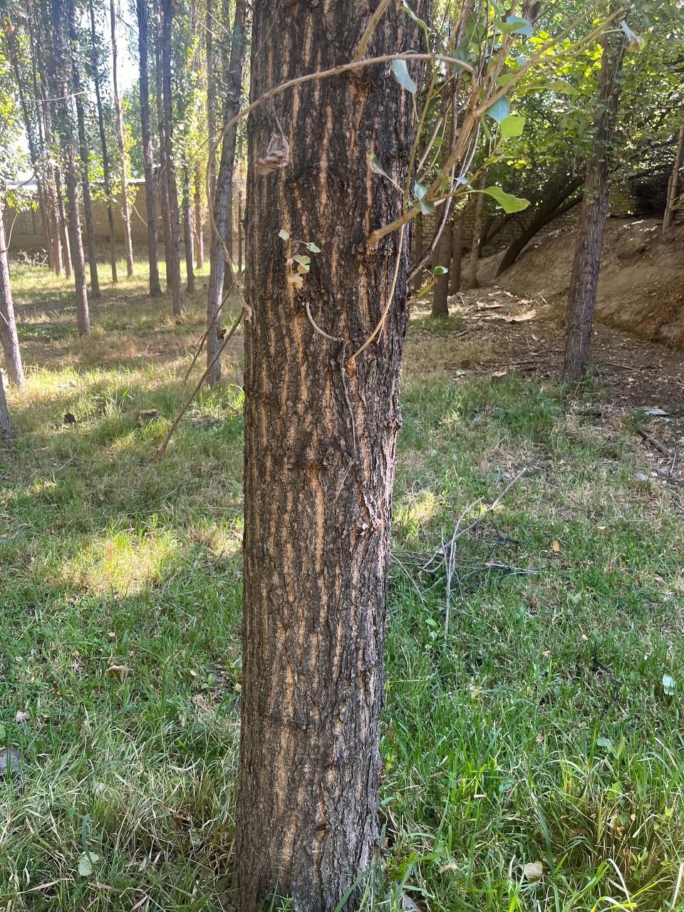 Teraklar sotiladi