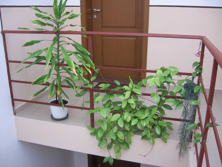 Canon PowerShot A520