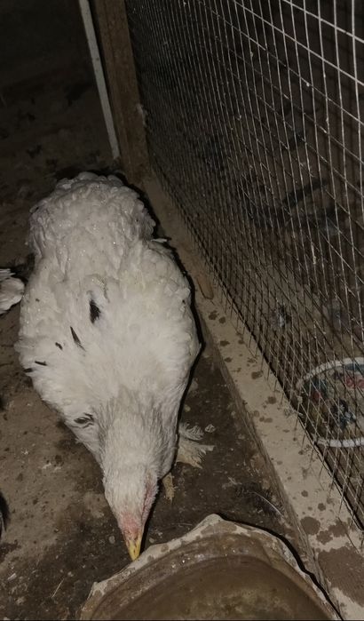 Jo'ja tovuq sotiladi srochna