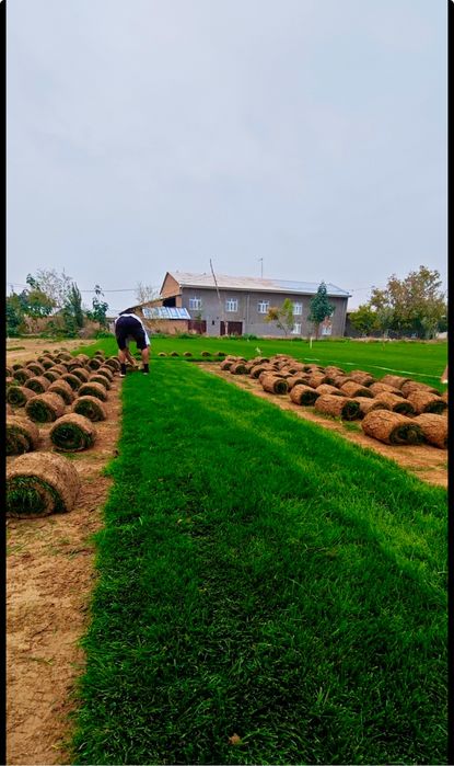 Fito - самый устойчивый к жаре ГАЗОН | Jazirama issiqqa chidamli GAZON