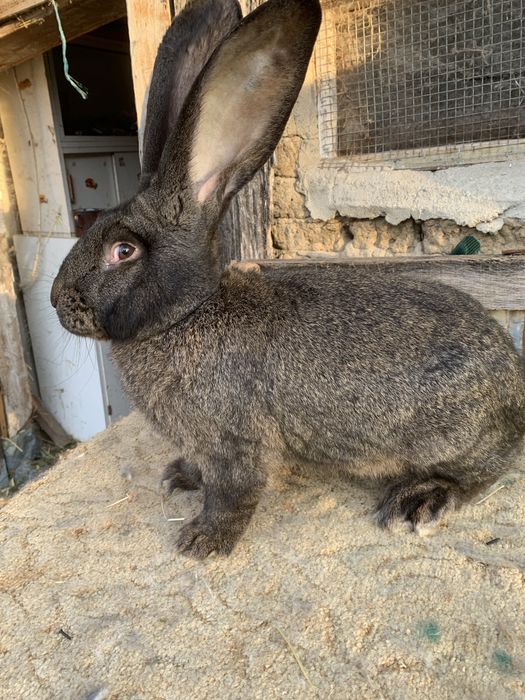 Urias german gri fier