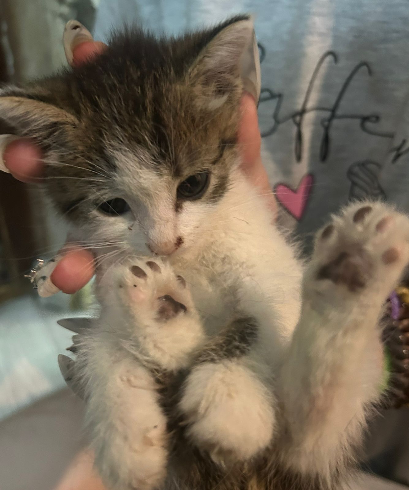 Котенок 1.5 месяца