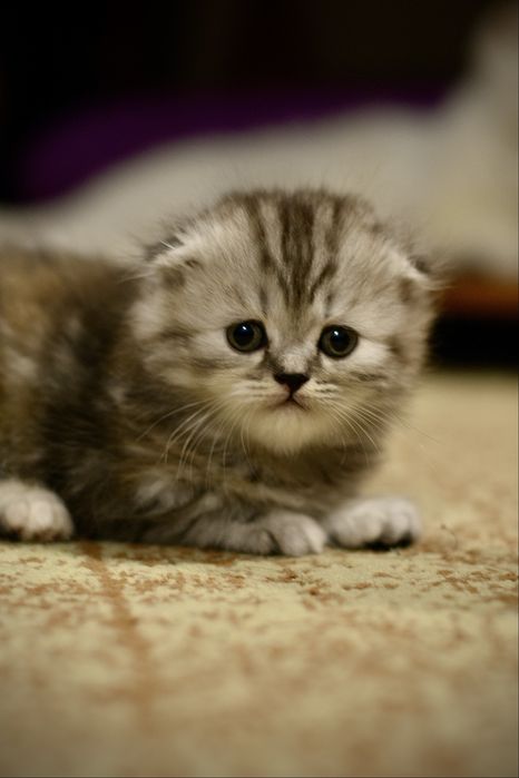 Британские котята