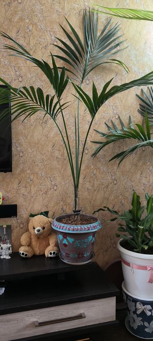 Пальмы, цветы,различные растения.