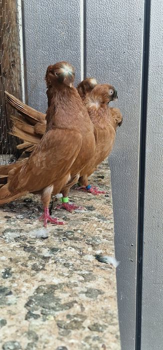 Porumbei calarasi botosani pui indieni