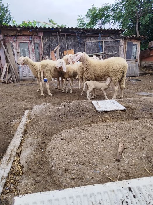 Oi bergamasca rasa pura