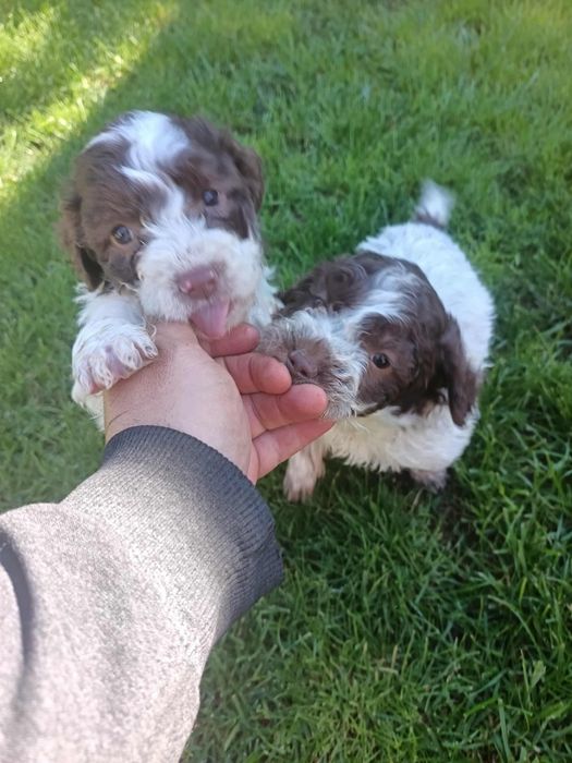 Чистокръвни лагото