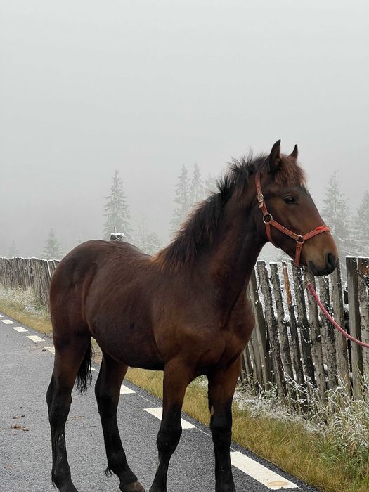 Manz armasar echitație frizian