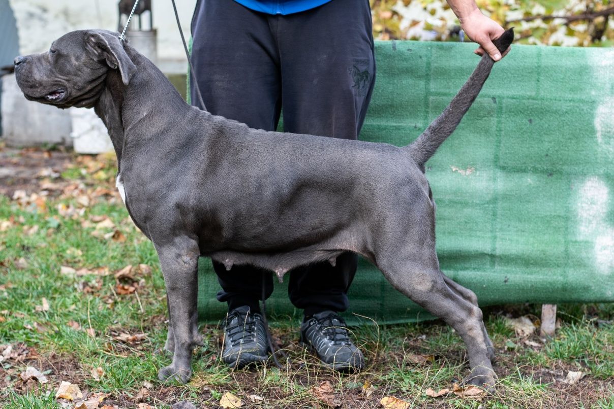 Femela Cane Corso
