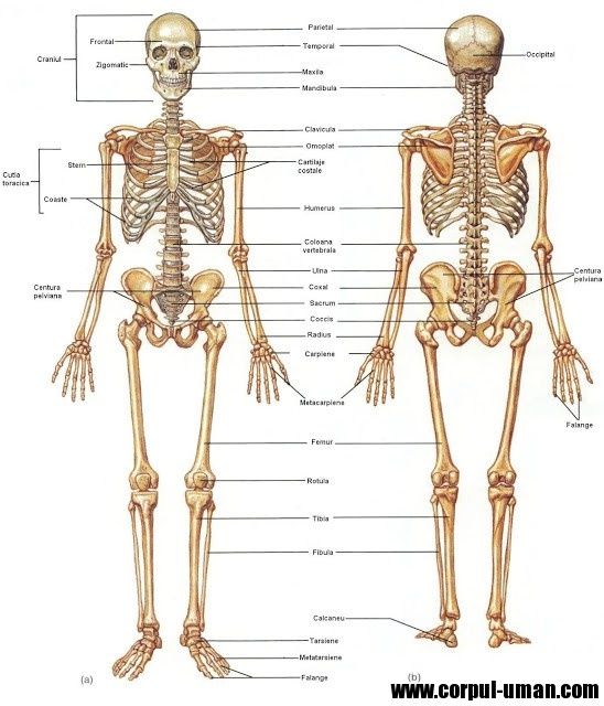 Materiale BIologie 9-10 BACALAUREAT