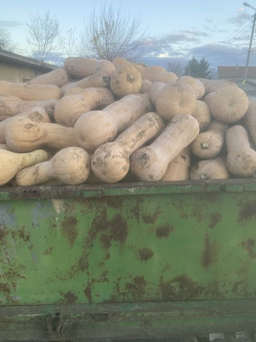 Тиква матилда 0.60