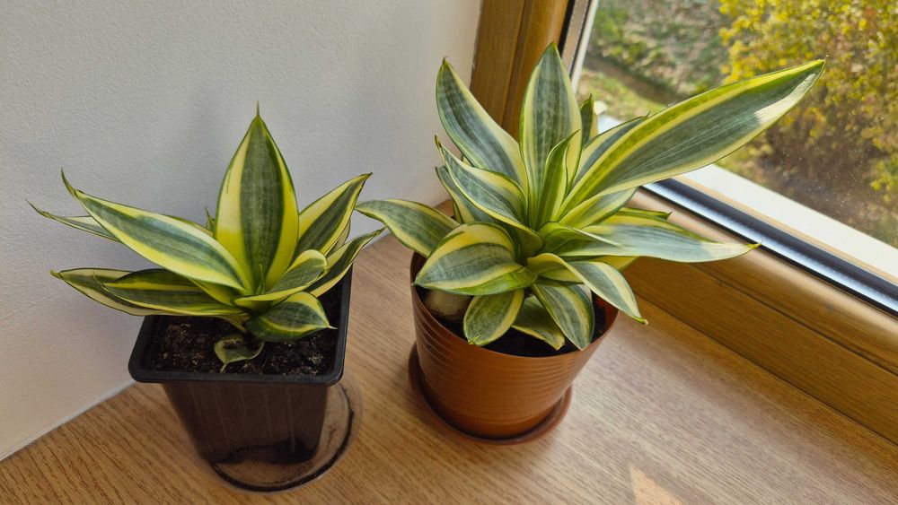 Сансевьерия  Голден Хани комнатные растения цветы в коллекцию.