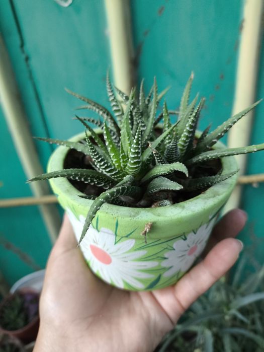 Комнатные цветы из дома