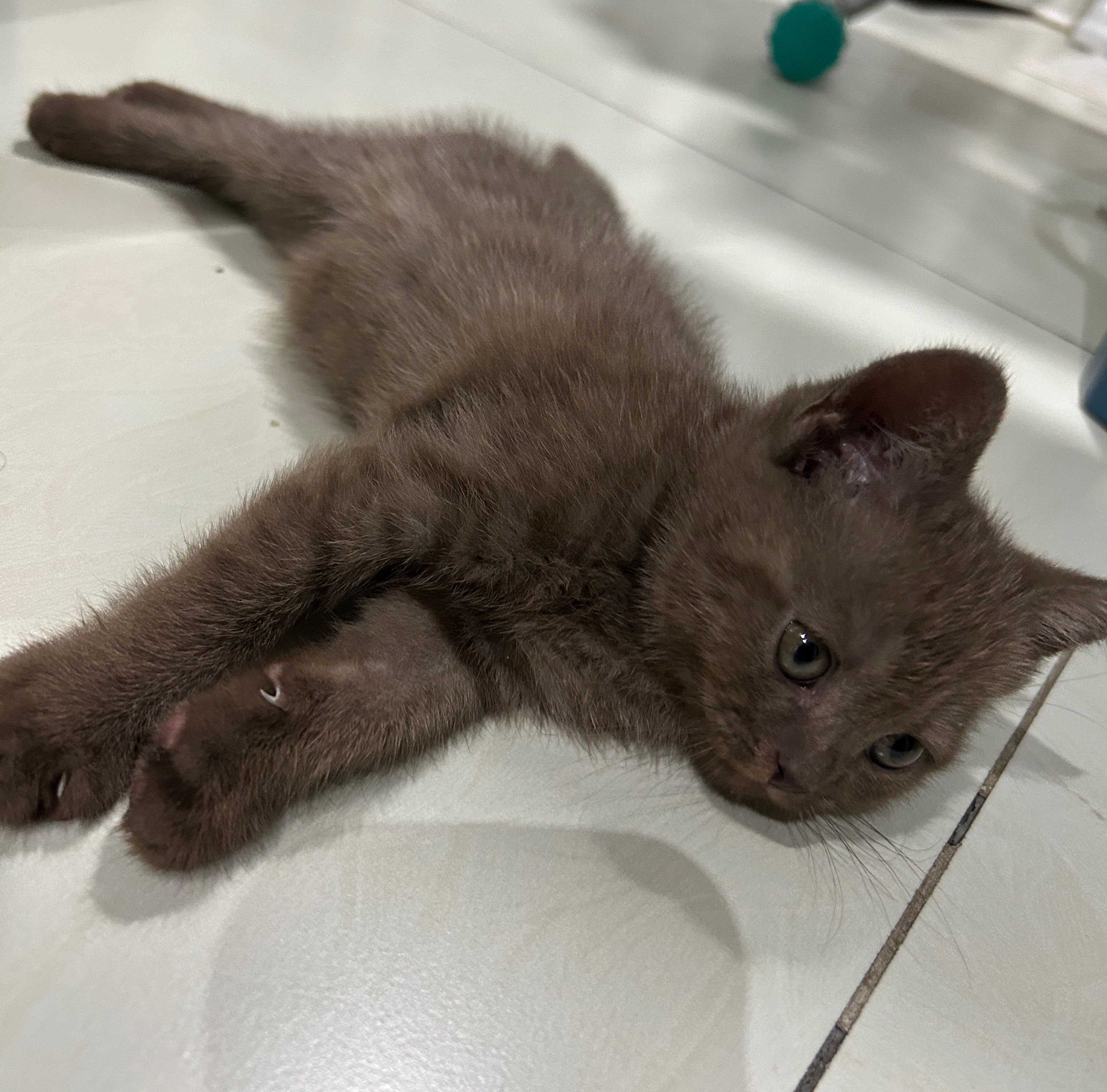 Продается котенок!