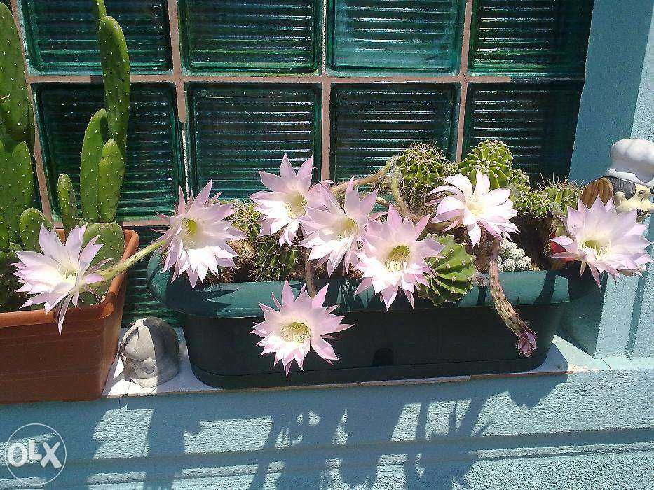 Echinopsis cactusi