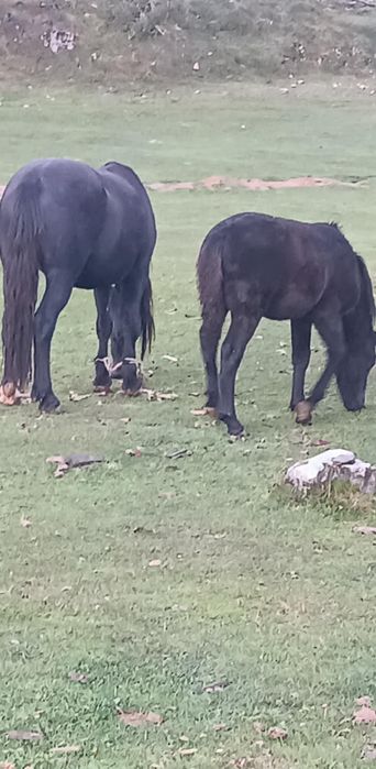 Vând iapa și manza