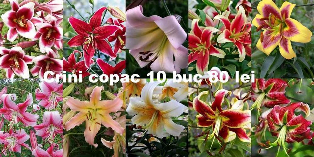 Bulbi de crini diverse soiuri