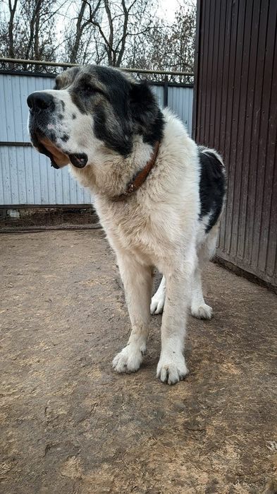 Вязка. Среднеазиатская овчарка