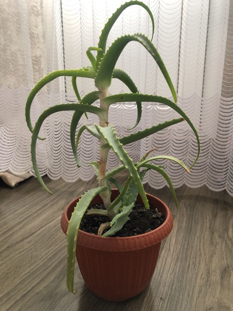 Алоэ разных сортов