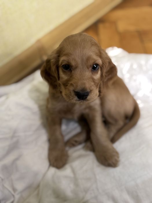 Кокер шпаньол бебенца