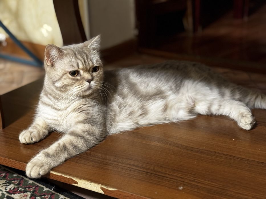 Кошка шотланская страйт