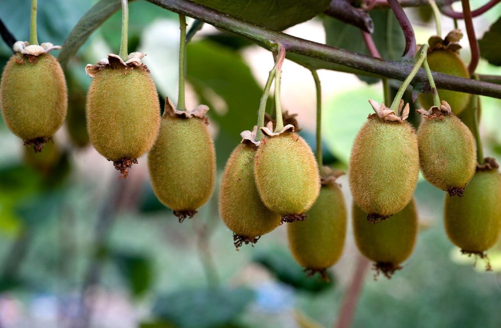 Kiwi actinidia deliciosa