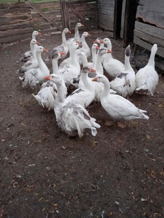 Gâște tinere de vânzare