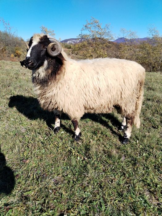 Vând berbecuți și un mior