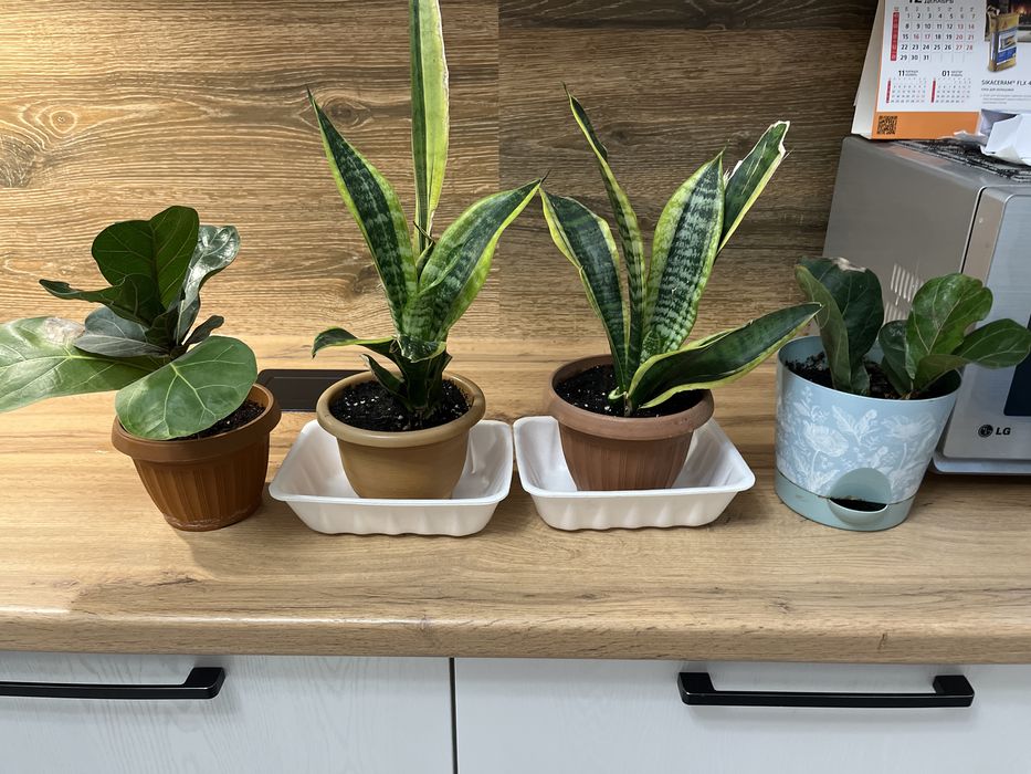 Домашние  растения