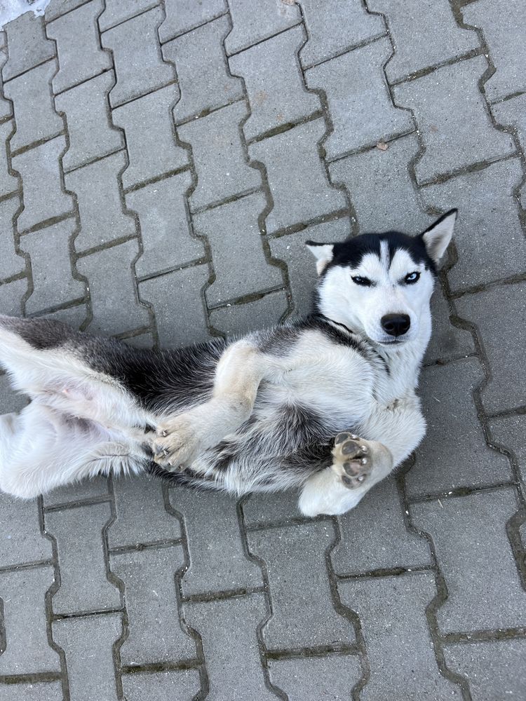 Vand husky siberian femela