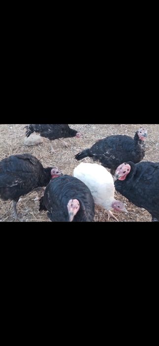 Индюки,молодые...