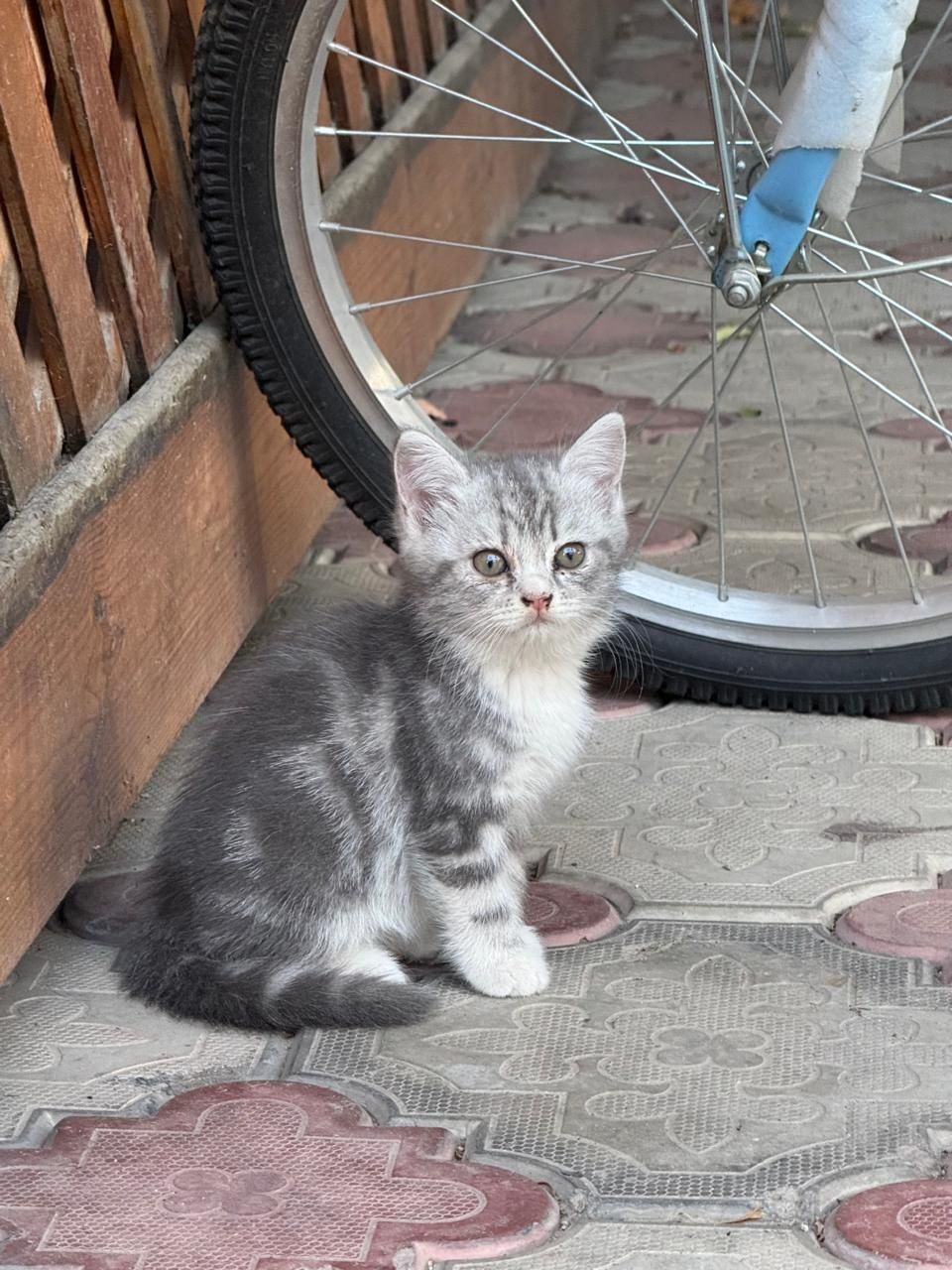 Отдам котят к латку приучены