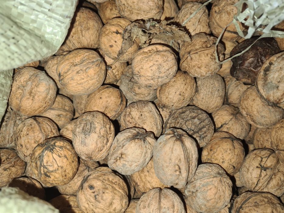 Продам грецкие орехи.