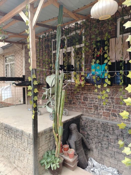 Кактус продается домашний адрес дубовый высота 3+